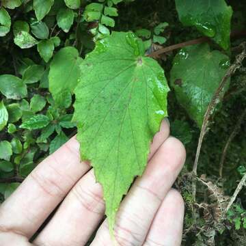 Image of Begonia nantoensis M. J. Lai & N. J. Chung