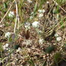 Image of spring pygmycudweed