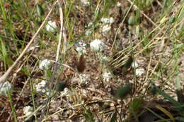 Image of spring pygmycudweed