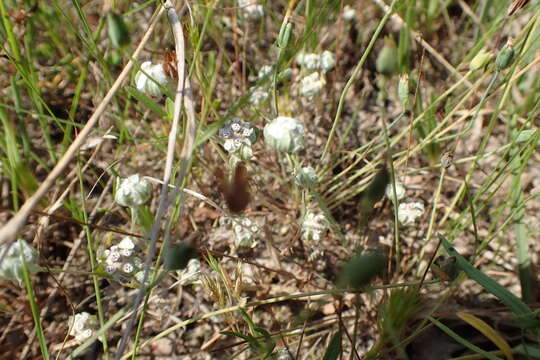 Image of spring pygmycudweed