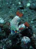 Image of Orange gilled purple lined white slug