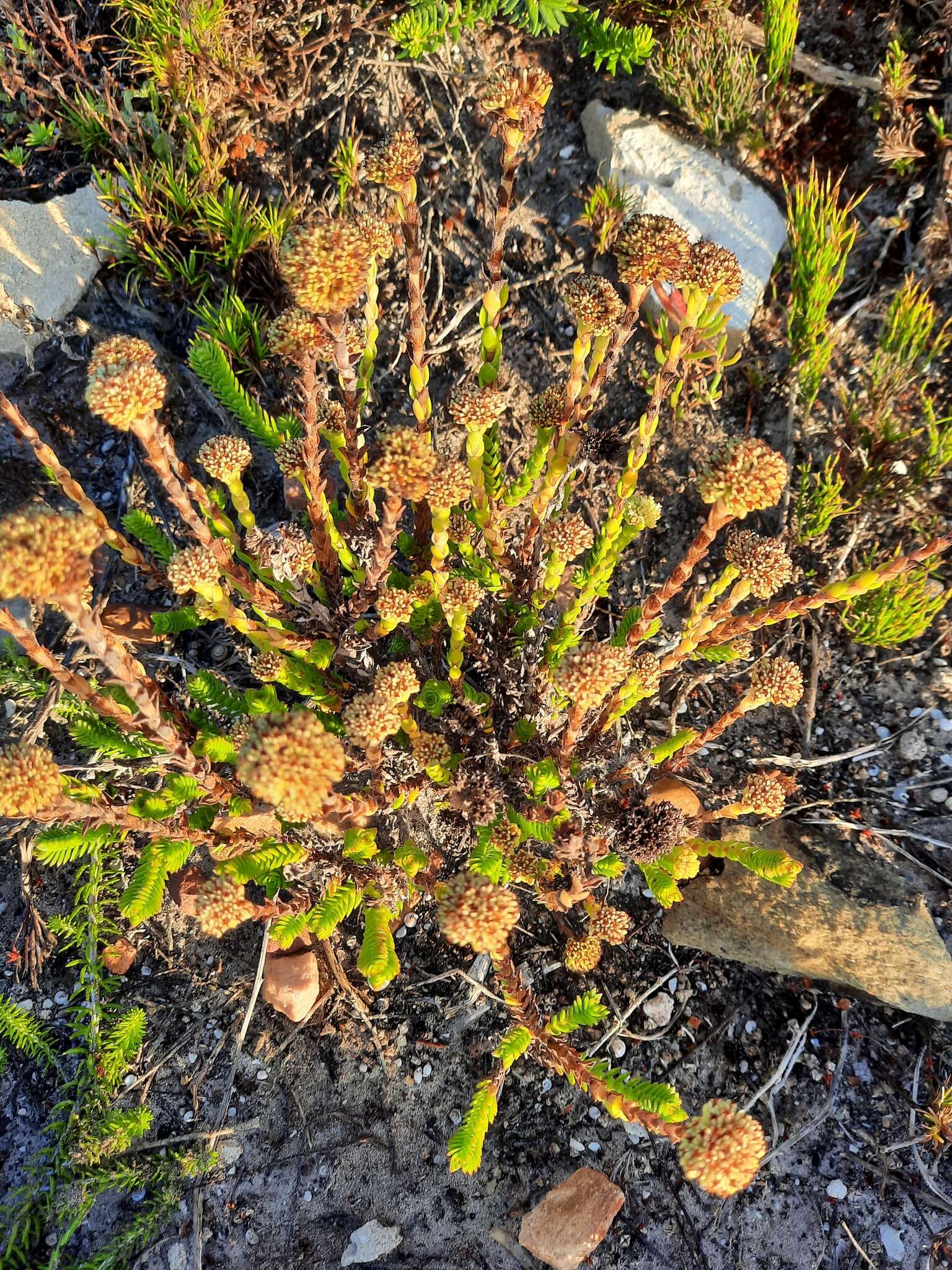 Image of Crassula subulata var. fastigiata (Schönl.) Tölken