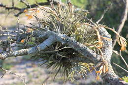 Imagem de Tillandsia ixioides Griseb.