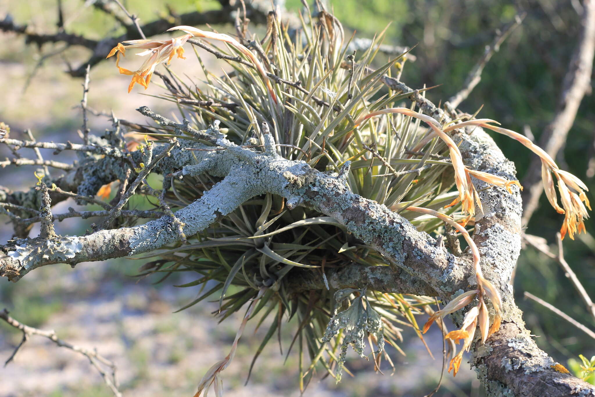 Image of Tillandsia ixioides Griseb.