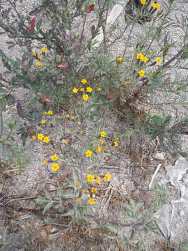 Sivun Tagetes multiflora Kunth kuva