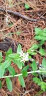 Image of Lithospermum distichum Ortega