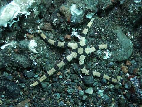 Image of Banded Brittle Star