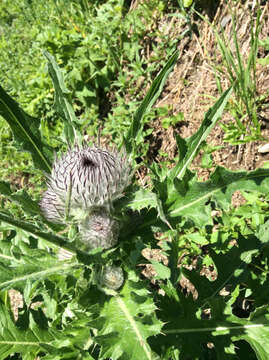 Image of edible thistle