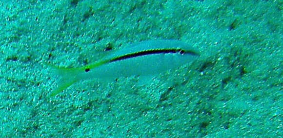 Image of Forsskal&#39;s goatfish