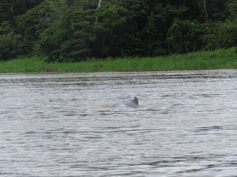 Image of Amazon River Dolphin