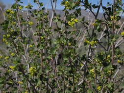 Слика од Ribes aureum var. aureum
