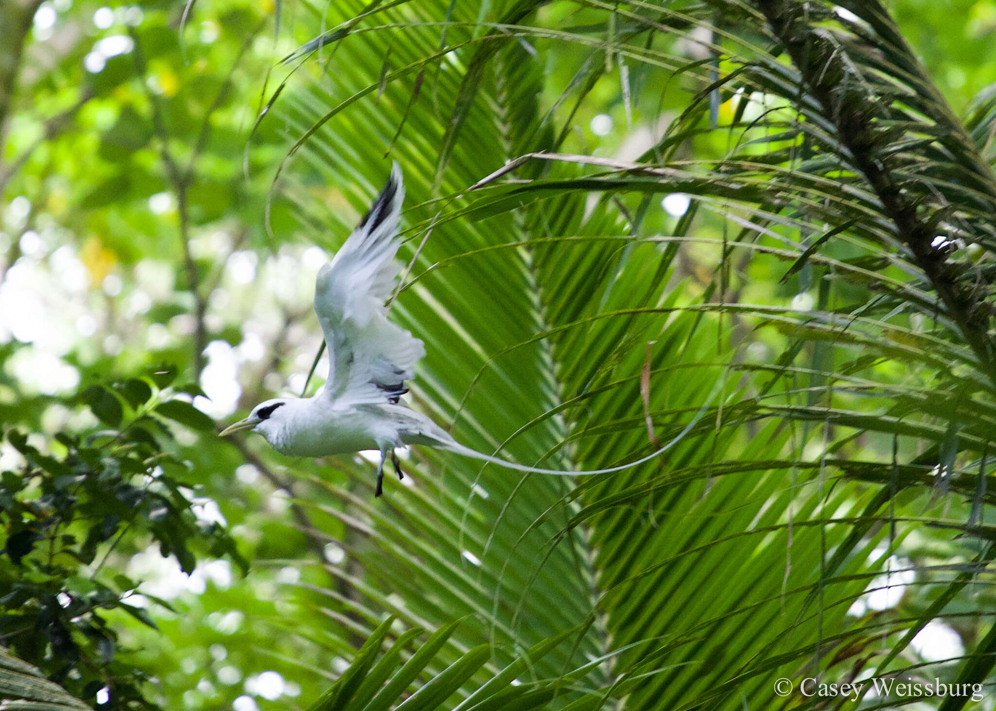 Image of White-tailed Tropicbird