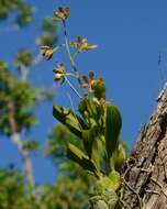 Image of dollar orchid