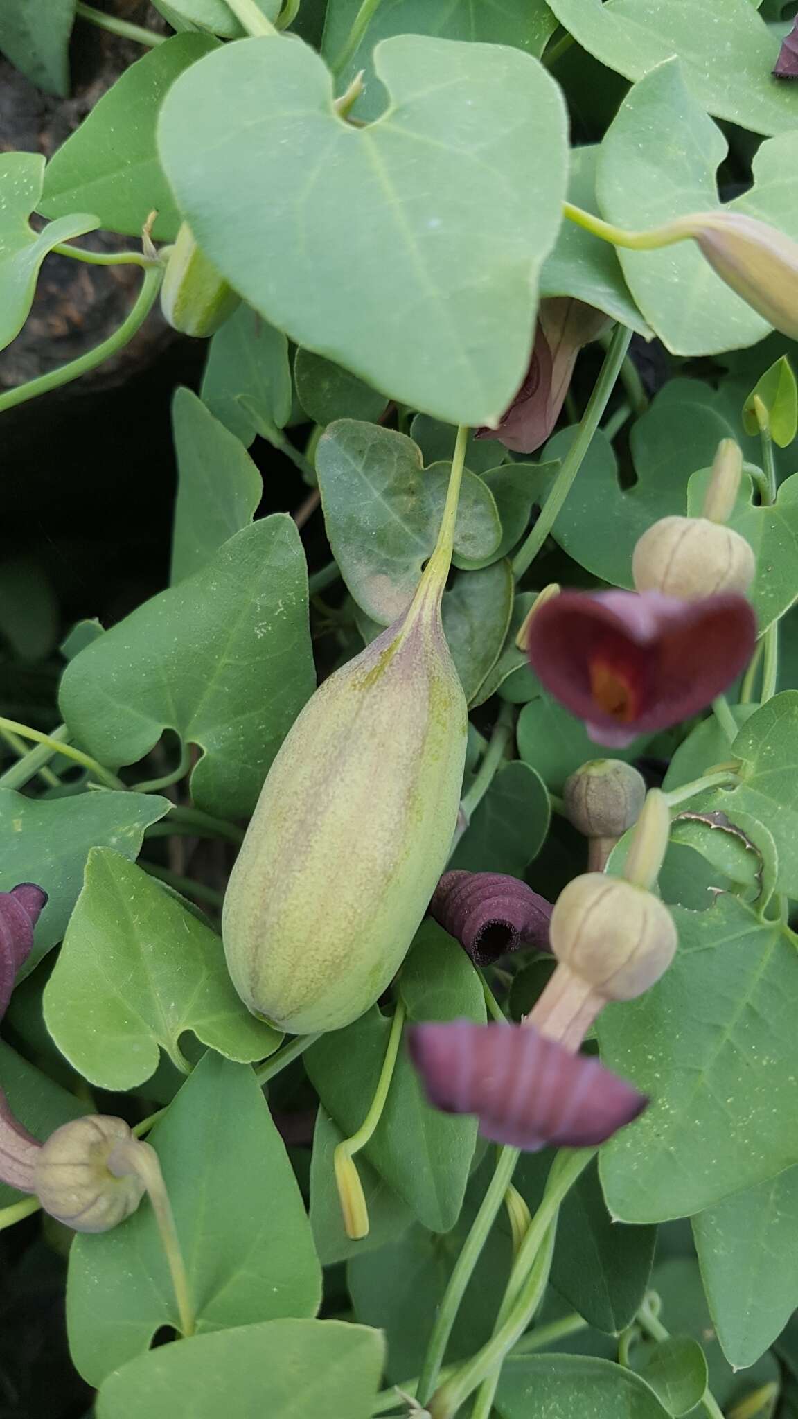 Image de Aristolochia baetica L.