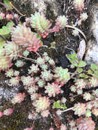 Image of Sedum rubens L.