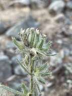 Image of Thompson's cryptantha