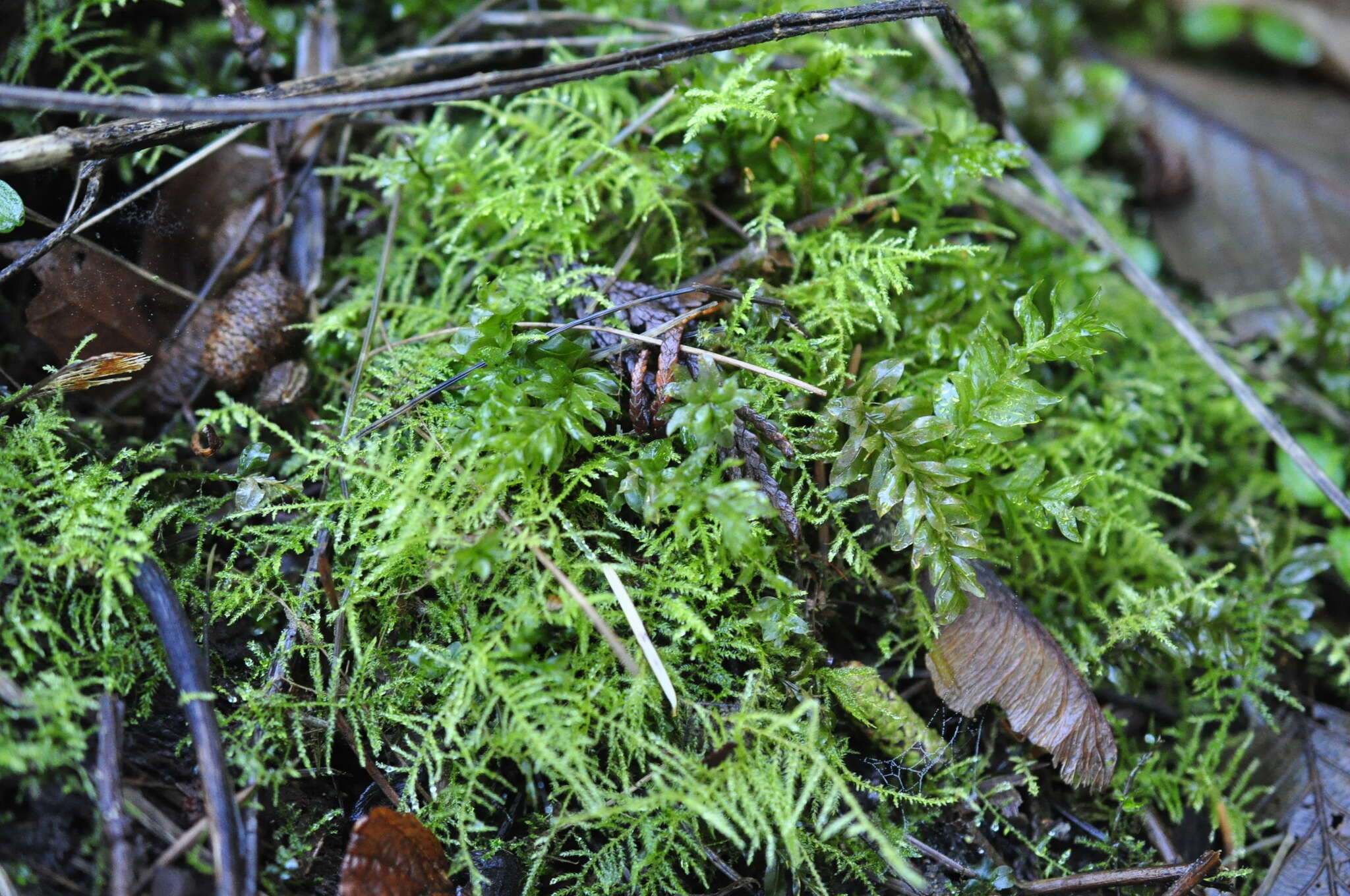 Image of plagiomnium moss