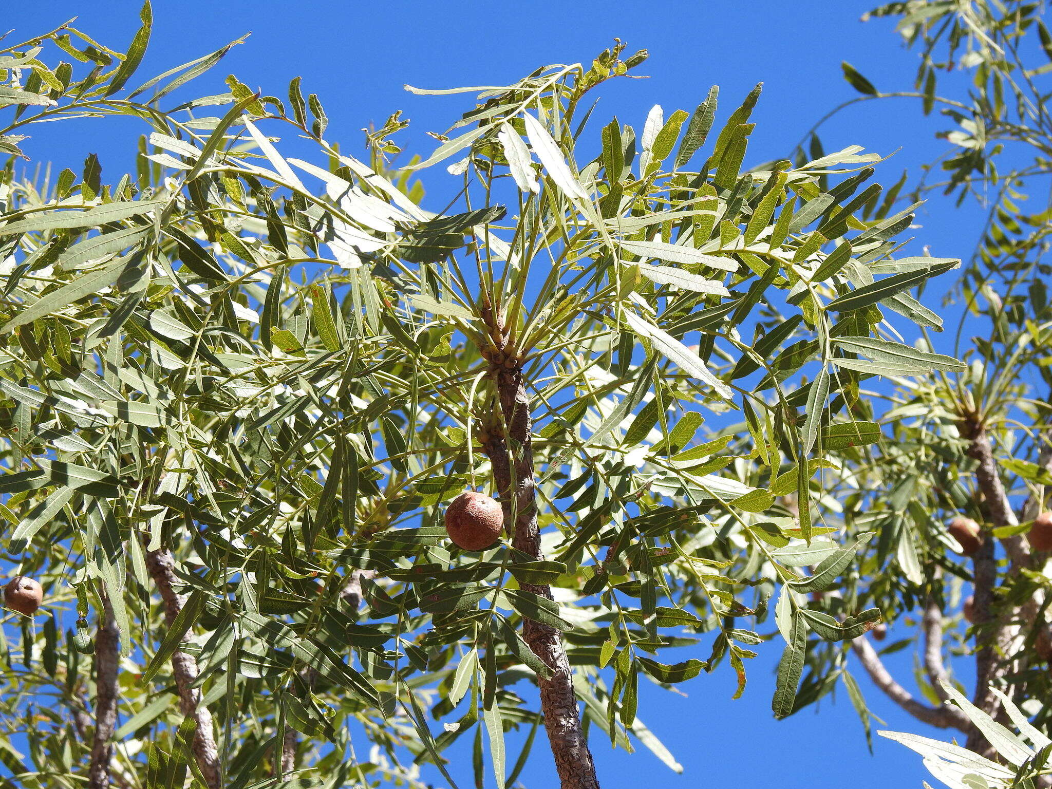 Image of Owenia vernicosa F. Müll.