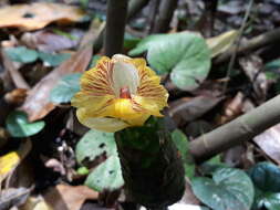 Imagem de Costus dirzoi García-Mend. & G. Ibarra