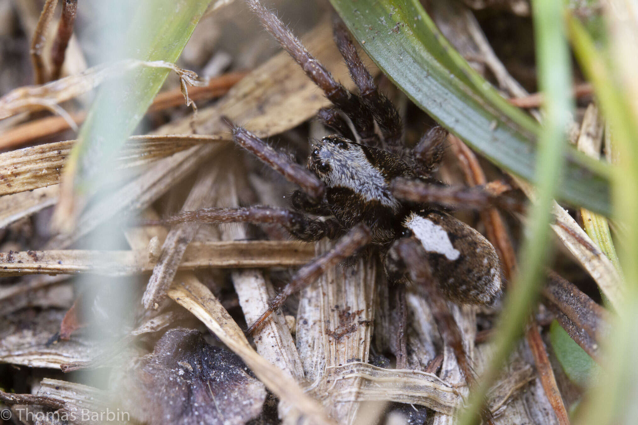 Image of Arctosa insignita (Thorell 1872)