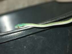 Leptophis ahaetulla liocercus (Wied-Neuwied 1824)的圖片