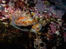 Image of Fiery nudibranch