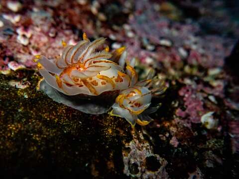 Image of Fiery nudibranch