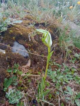 Image of Large mountain greenhood