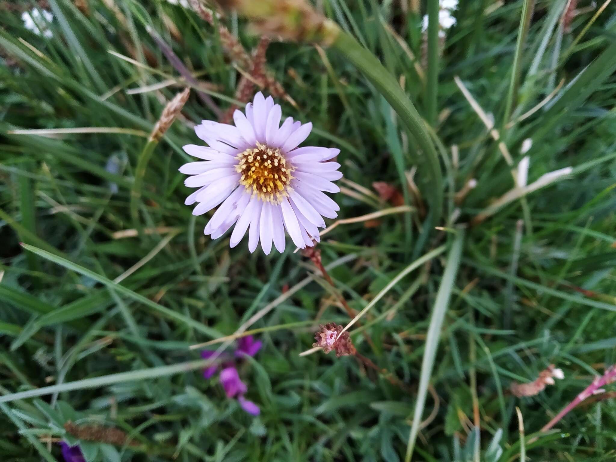 Plancia ëd Aster flaccidus Bunge