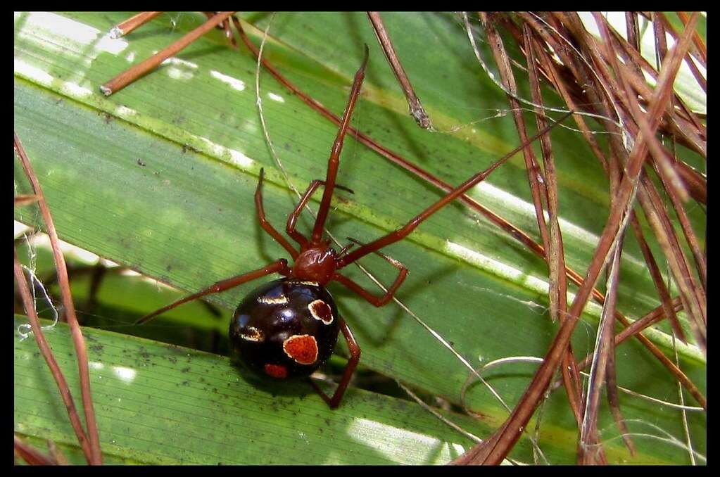 Latrodectus bishopi Kaston 1938的圖片