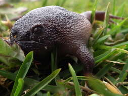 Image of Black Rain Frog