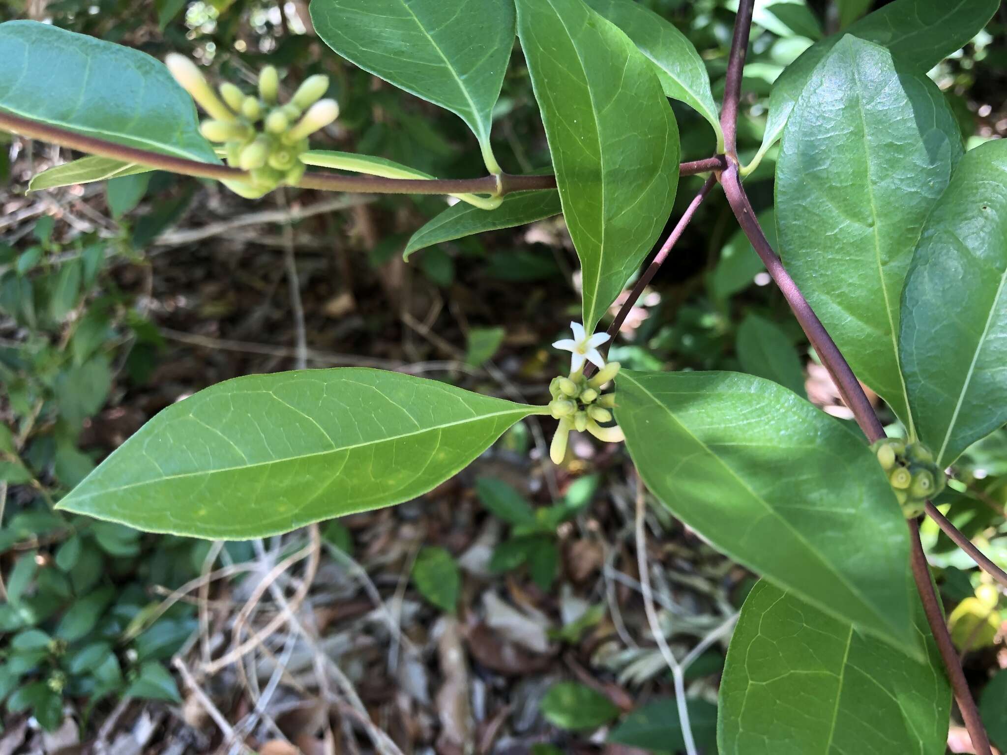 Image de Morinda royoc L.