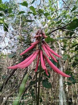 Image de Erythrina standleyana Krukoff