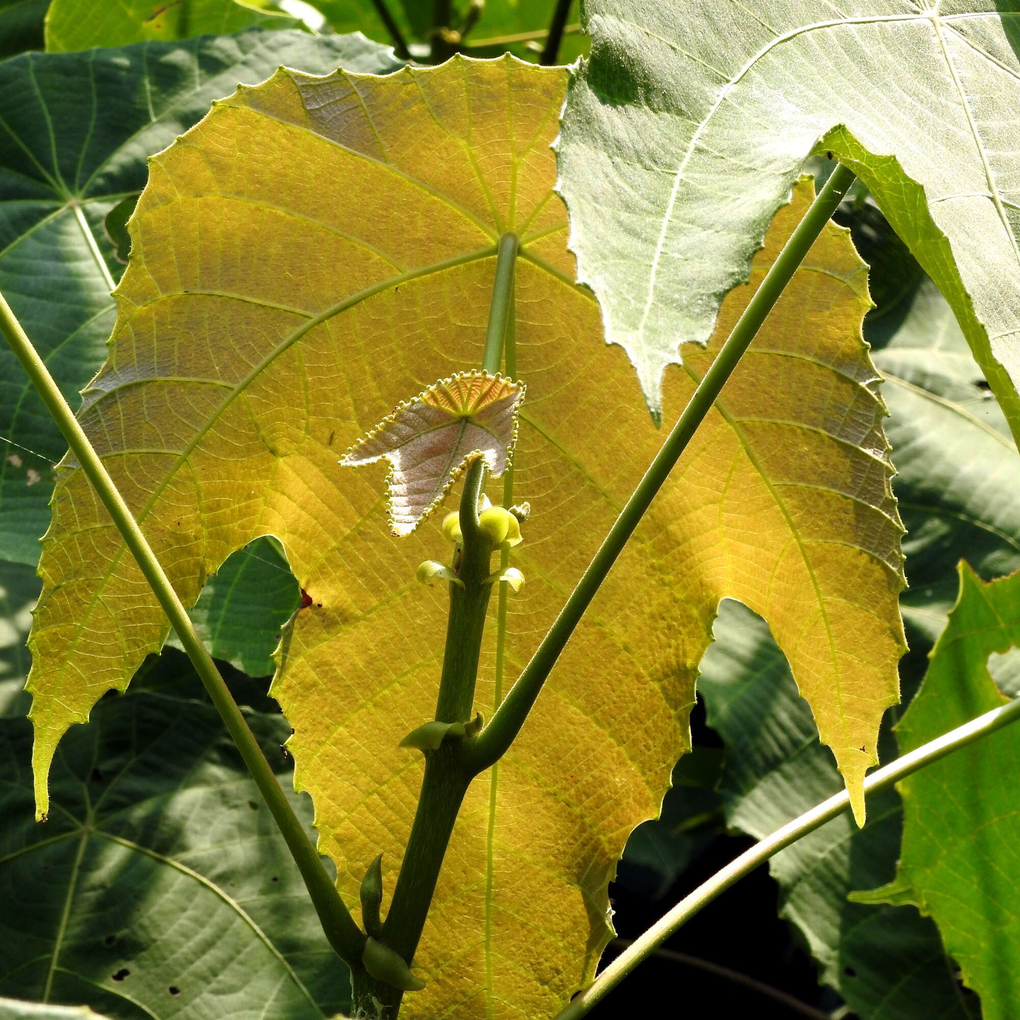 Image of Macaranga triloba (Thunb.) Müll. Arg.