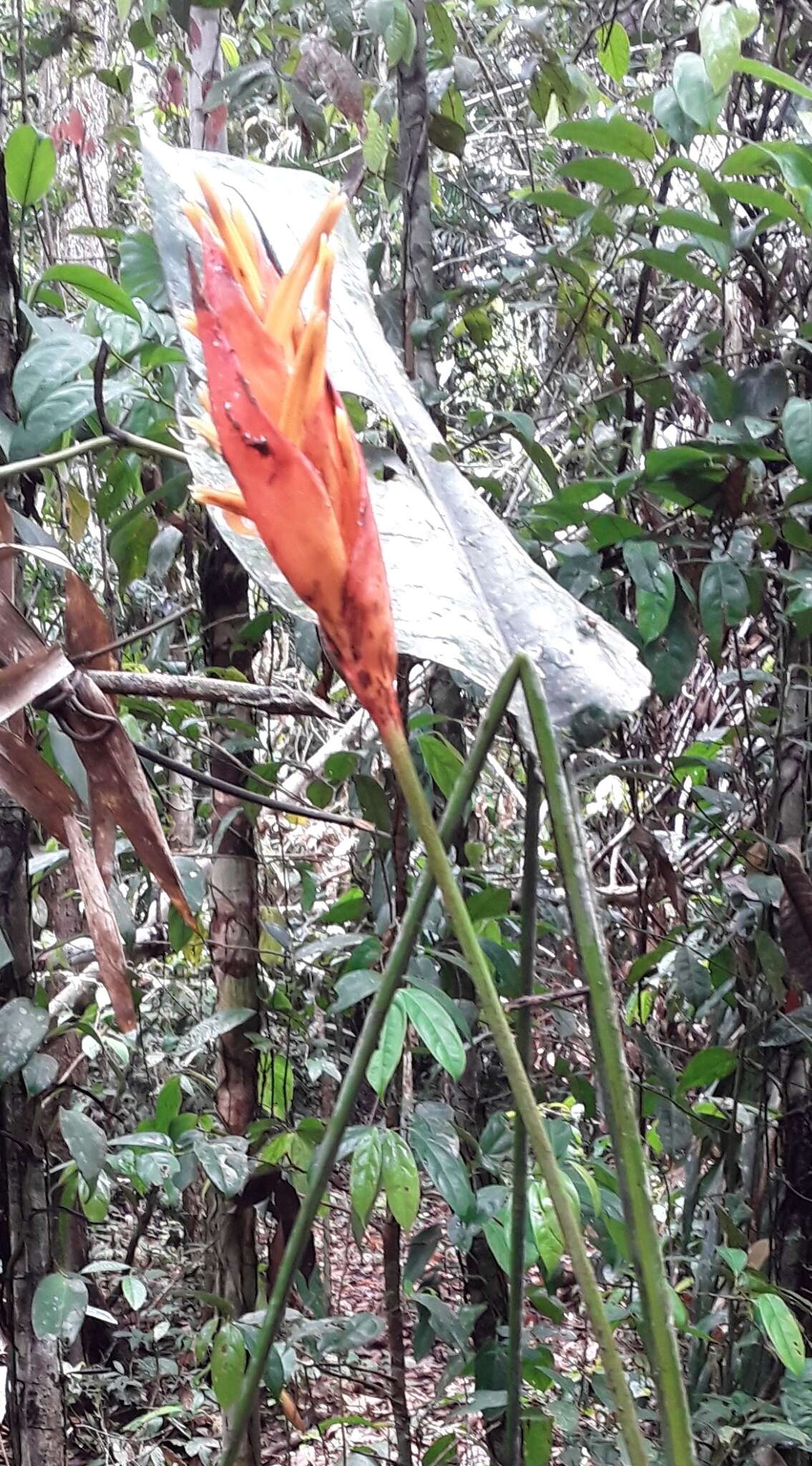 صورة Heliconia densiflora Verl.