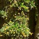 Image of Specklinia alajuelensis Karremans & Pupulin