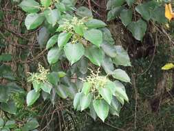 Macaranga capensis (Baill.) Sim的圖片