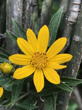 Image of Aldama buddlejiformis (DC.) E. E. Schill. & Panero