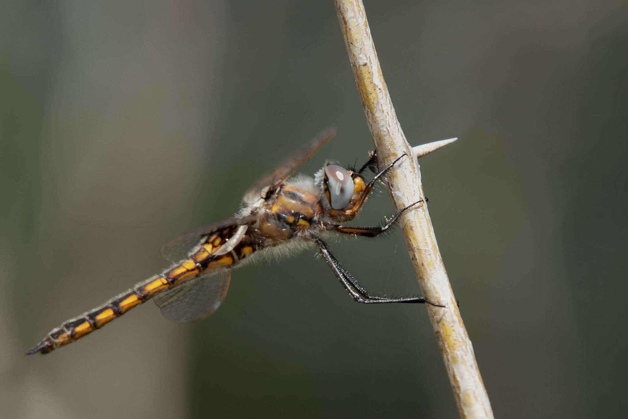 Image of Mantled Baskettail