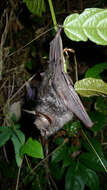 Image of Cyclops Leaf-nosed Bat