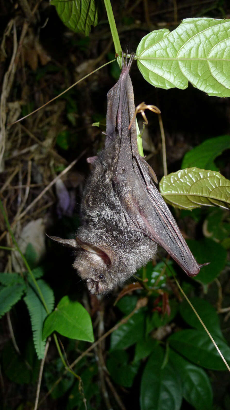 Image of Cyclops Leaf-nosed Bat