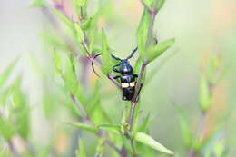 Image of Lissonotus flavocinctus puncticollis Bates 1885