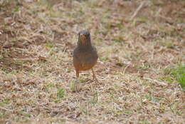 Image of Karoo Thrush