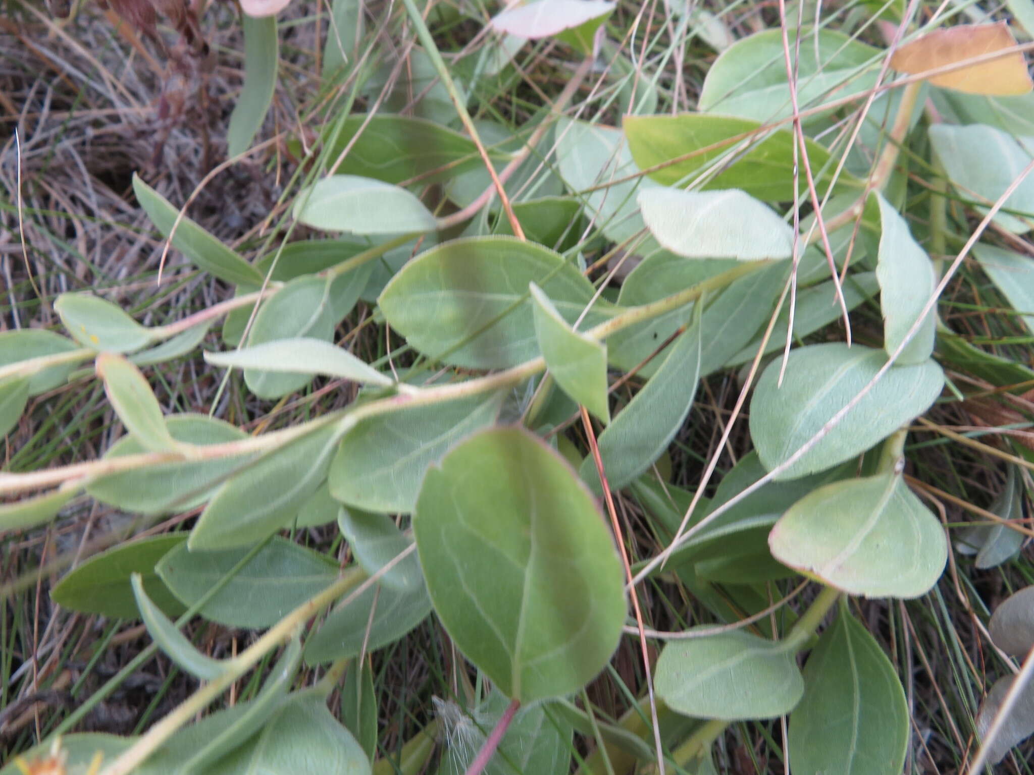 Image of velvety goldenrod