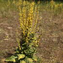 Image of Verbascum denudatum Pfund