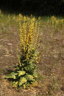 Image of Verbascum denudatum Pfund