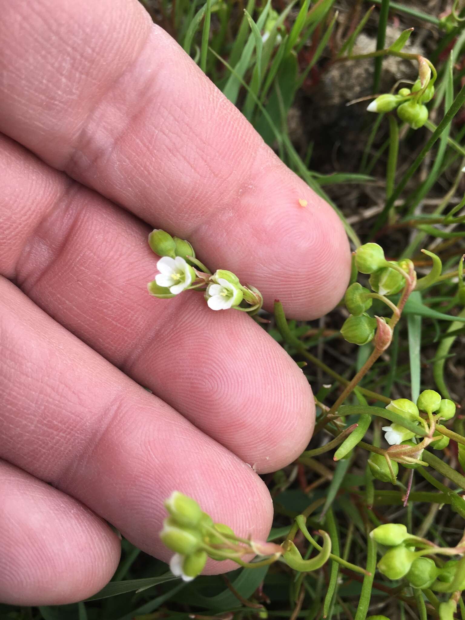 Image of narrowleaf minerslettuce