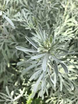 Image of Artemisia thuscula Cav.