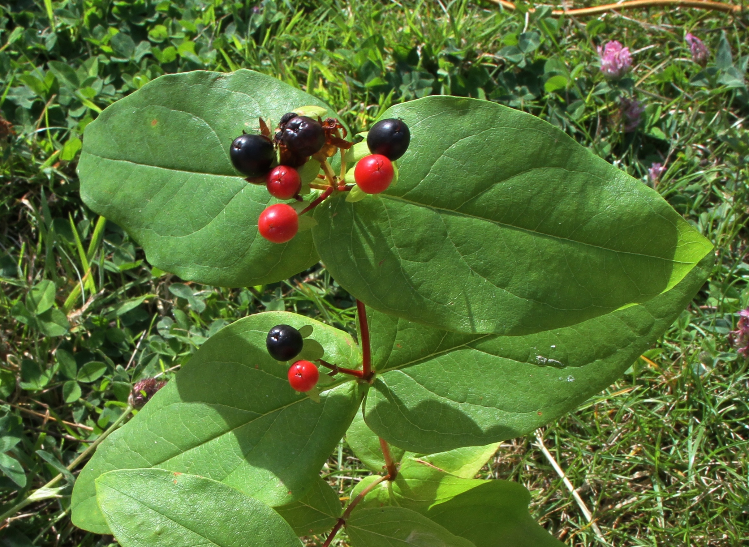 Hypericum androsaemum (rights holder: Wildlife in a Dorset garden.)