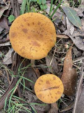 Image of Austropaxillus muelleri (Berk.) Bresinsky & Jarosch 1999